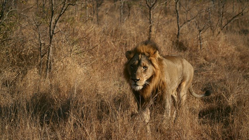 Ünlü iş insanı aslan saldırısında öldü: Safari dehşeti!