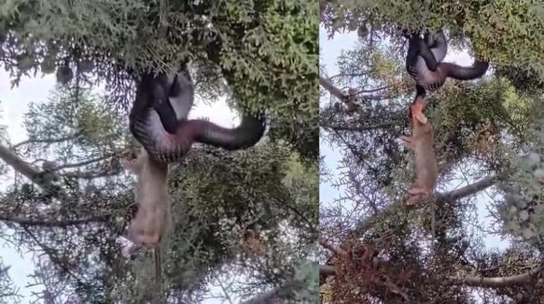 Devasa yılanın beslenme saati: Ağaçtan gelen tuhaf sesle irkildi, manzara dehşete düşürdü