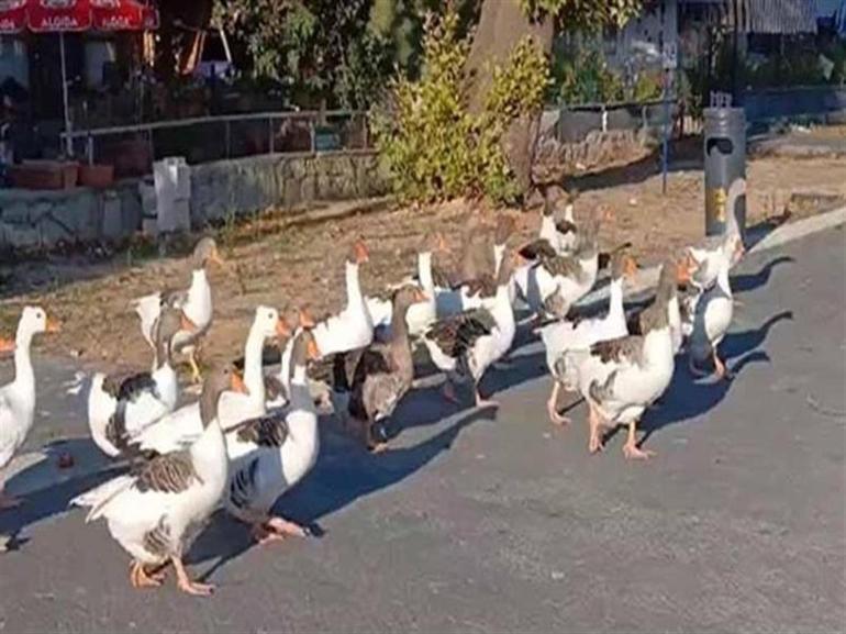 Kümese kapatılan kazlara şartlı tahliye izni Denize girmemek kaydıyla serbestler