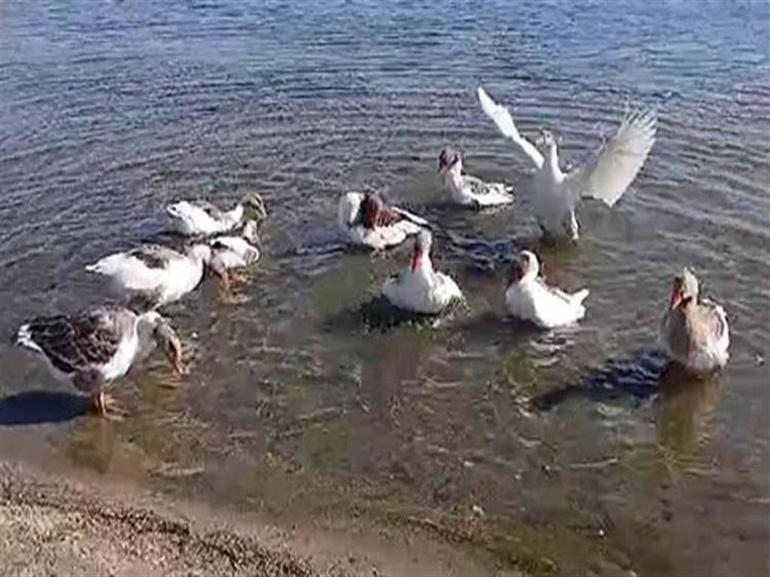 Erdekte kümese kapatılan kazlara şartlı tahliye geldi Suçları ise gülümseten cinsten
