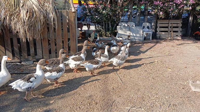 Erdekte kümese kapatılan kazlara şartlı tahliye geldi Suçları ise gülümseten cinsten