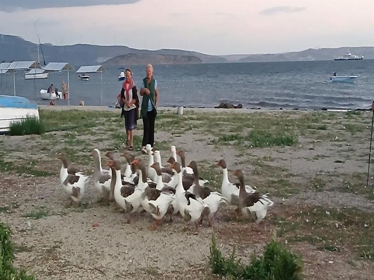 Erdekte kümese kapatılan kazlara şartlı tahliye geldi Suçları ise gülümseten cinsten