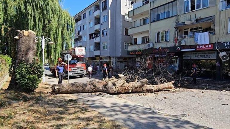 Asırlık çınar ağacı apartmanın üzerine devrildi