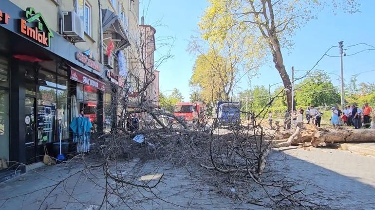 Asırlık çınar ağacı apartmanın üzerine devrildi