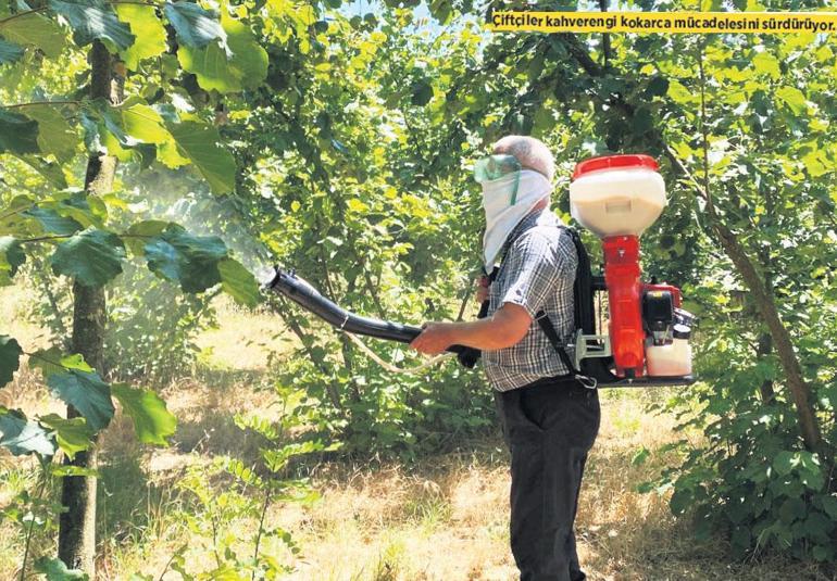Üretici yeni sezonda 400 bin ton fındık bekliyor Fiyat 250 TL olur mu