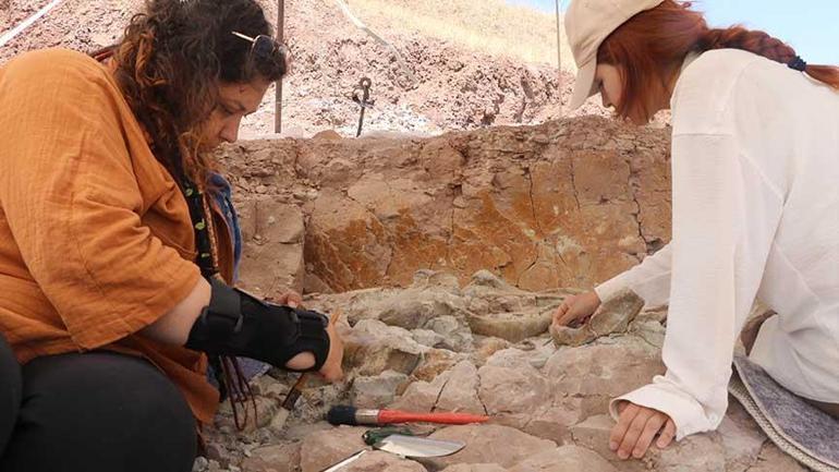 2 metrekarelik alanda heyecanlandıran keşif Fil, gergedan ve zürafaya ait