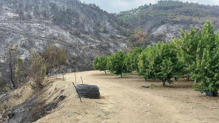 Bursadaki yangınlarda çarpıcı görüntü NASIL YANMADI Mucize değil, alın teri