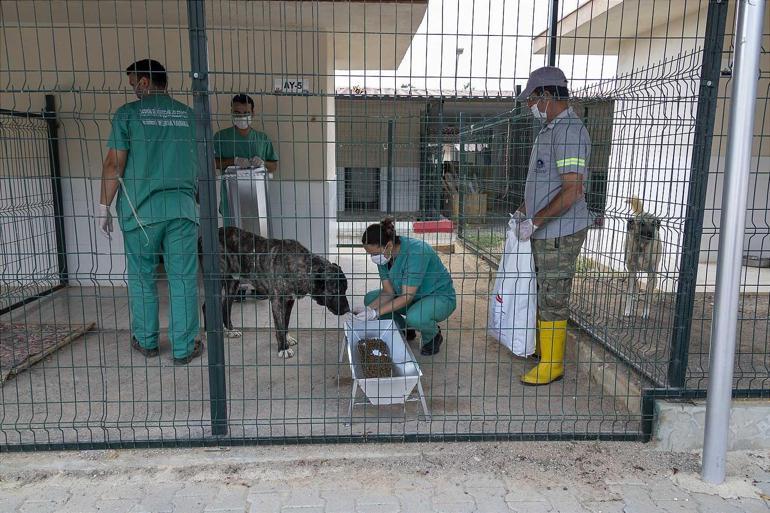 Mersinde bakımevindeki hayvanların öldüğü iddiasına belediyeden açıklama