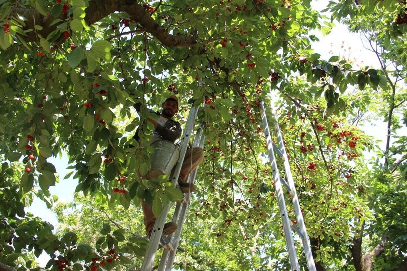 Zirai don, kirazı vurdu: 61 bin tonluk ihracat kaybı - Resim : 2