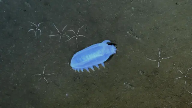 A white and short organism with many legs. It looks like a worm. It's pictured on dark sand on the ocean floor. 