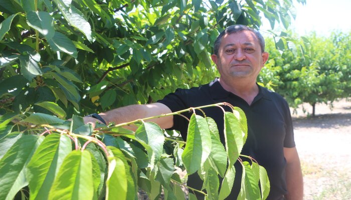 Tokat'ta 20 bin tonluk kiraz üretimi zirai donla yok oldu
