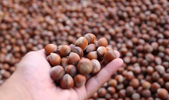Ferrero, Türkiye'den fındık alımını durduracak mı?