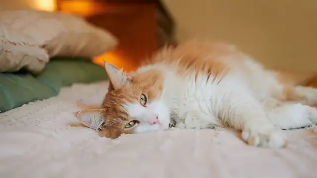 Yatakta uzanan bir kedi. 