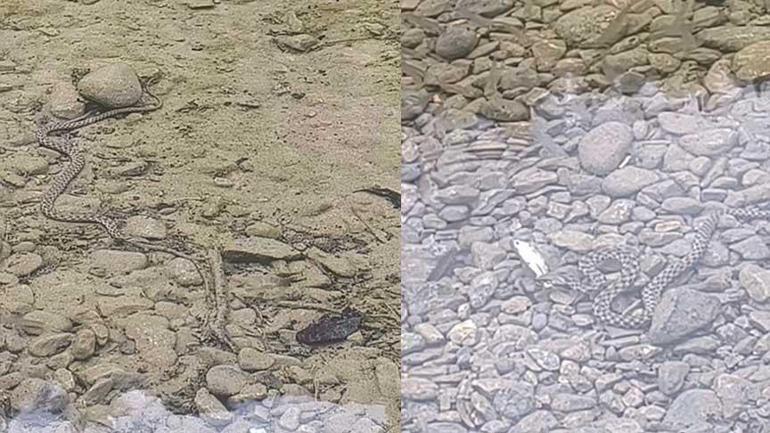 IUCN kırmızı listesinde Tunceli’de yol ortasında fark edildi