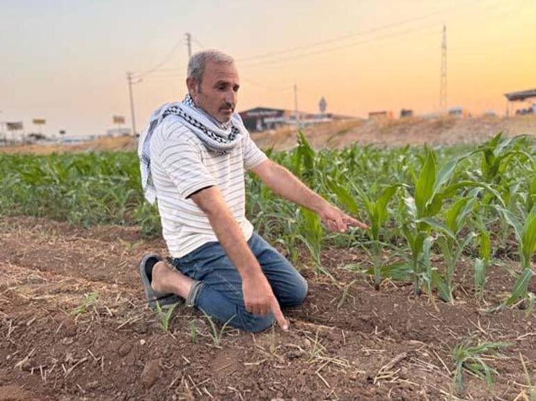 Aynı tarla, sıra dışı olay Ektiği tohumlar filizlendi, şaşkına döndü: Ruh sağlığım bozuldu
