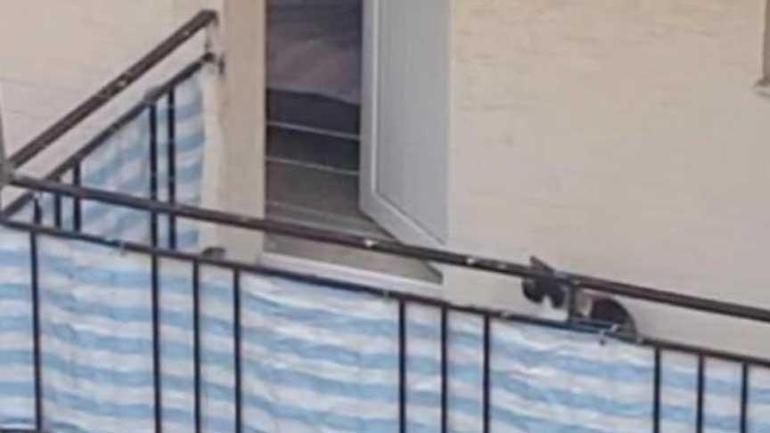 10 gündür balkonda mahsur kalan kedi için polis devreye girdi